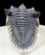 Metacanthina (Asteropyge) Trilobite - Lghaft, Morocco #62930-3